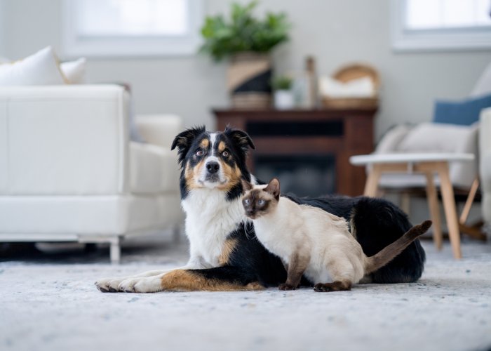 Furry Friends